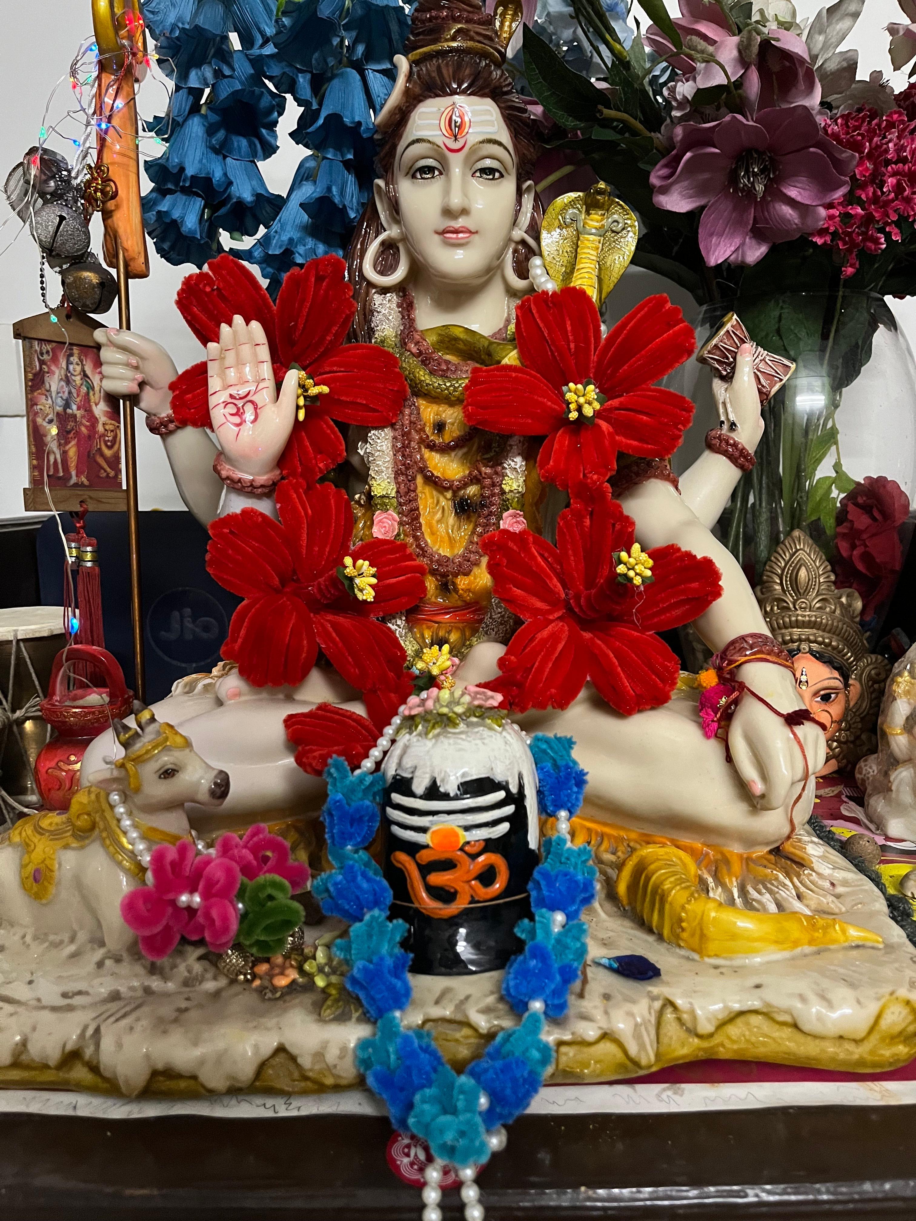 Hibiscus Mala (5 flower) - Image 1
